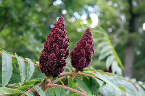 Organic Sumac